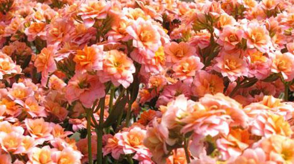 Le Scradh expérimente le Kalanchoe pour la fleur coupée. La plante a de nombreux atouts, dont sa tenue en vase, mais son itinéraire de production doit encore être optimisé.(c)Valérie Vidril Le Scradh expérimente le Kalanchoe pour la fleur coupée. La plante a de nombreux atouts, dont sa tenue en vase, mais son itinéraire de production doit encore être optimisé.(c)Valérie Vidril