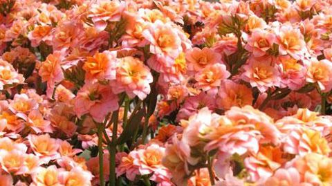 Le Scradh expérimente le Kalanchoe pour la fleur coupée. La plante a de nombreux atouts, dont sa tenue en vase, mais son itinéraire de production doit encore être optimisé.(c)Valérie Vidril Le Scradh expérimente le Kalanchoe pour la fleur coupée. La plante a de nombreux atouts, dont sa tenue en vase, mais son itinéraire de production doit encore être optimisé.(c)Valérie Vidril