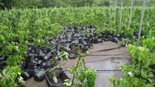 Des cellules d'urgence ou d'appui ont été mises en oeuvre, que ce soit pour permettre de soutenir des agriculteurs sinistrés ou touchés par les grêles ou inondations. © Gartenbau Versicherung Des cellules d'urgence ou d'appui ont été mises en oeuvre, que ce soit pour permettre de soutenir des agriculteurs sinistrés ou touchés par les grêles ou inondations. © Gartenbau Versicherung