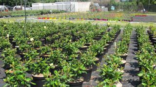 Sur les 36 projets d'expérimentation présentés dans l'appel à projets 2016, 22 seront financés. Ici, la station Astredhor de Saint-Germain-en-Laye (78). (c)Pascal Fayolle Sur les 36 projets d'expérimentation présentés dans l'appel à projets 2016, 22 seront financés. Ici, la station Astredhor de Saint-Germain-en-Laye (78). (c)Pascal Fayolle