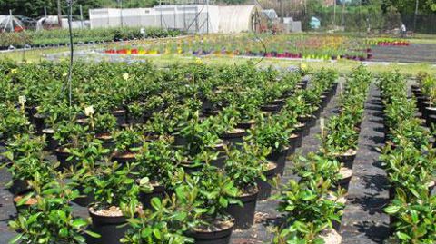 Sur les 36 projets d'expérimentation présentés dans l'appel à projets 2016, 22 seront financés. Ici, la station Astredhor de Saint-Germain-en-Laye (78). (c)Pascal Fayolle Sur les 36 projets d'expérimentation présentés dans l'appel à projets 2016, 22 seront financés. Ici, la station Astredhor de Saint-Germain-en-Laye (78). (c)Pascal Fayolle