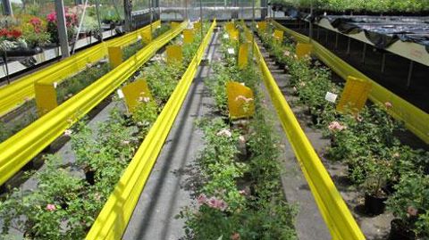 Outre les programmes régionaux, les stations Astredhor conduisent tous les ans une quinzaine de programmes nationaux dont la durée varie entre deux et cinq ans.(c)Valérie Vidril Outre les programmes régionaux, les stations Astredhor conduisent tous les ans une quinzaine de programmes nationaux dont la durée varie entre deux et cinq ans.(c)Valérie Vidril