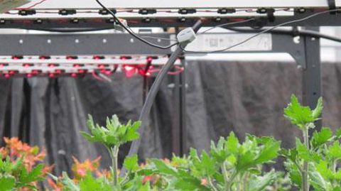 Essais avec leds à l'Arexhor Pays-de-la-Loire. ©Valérie Vidril Essais avec leds à l'Arexhor Pays-de-la-Loire. ©Valérie Vidril