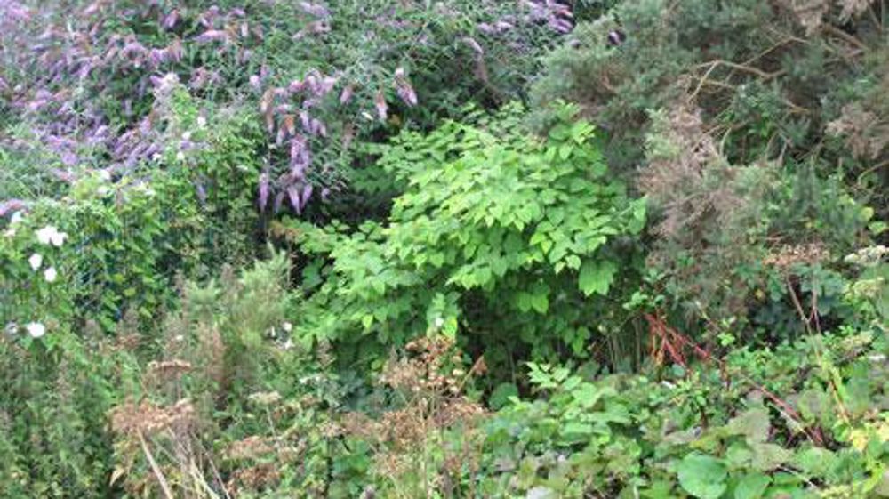Ni le Buddleia ni la renouée du Japon ne font partie des 14 espèces végétales énumérées dans la liste de l'Union. Les critères de sélection et d'autres considérations politiques expliquent l'absence de ces végétaux déjà très implantés. ©Pascal Fayolle Ni le Buddleia ni la renouée du Japon ne font partie des 14 espèces végétales énumérées dans la liste de l'Union. Les critères de sélection et d'autres considérations politiques expliquent l'absence de ces végétaux déjà très implantés. ©Pascal Fayo