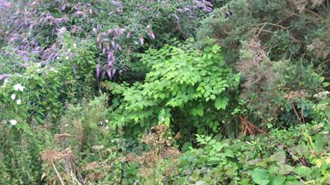 Ni le Buddleia ni la renouée du Japon ne font partie des 14 espèces végétales énumérées dans la liste de l'Union. Les critères de sélection et d'autres considérations politiques expliquent l'absence de ces végétaux déjà très implantés. ©Pascal Fayolle Ni le Buddleia ni la renouée du Japon ne font partie des 14 espèces végétales énumérées dans la liste de l'Union. Les critères de sélection et d'autres considérations politiques expliquent l'absence de ces végétaux déjà très implantés. ©Pascal Fayo