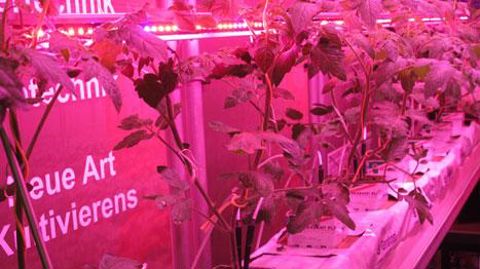 echn'AU doit permettre de lever les freins de l'agriculture urbaine. En France et dans le monde, de nombreux projets à fort degré de technicité et d'innovation émergent, comme  les cultures sous éclairage artificiel. echn'AU doit permettre de lever les freins de l'agriculture urbaine. En France et dans le monde, de nombreux projets à fort degré de technicité et d'innovation émergent, comme  les cultures sous éclairage artificiel.