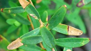 Polygala myrtifolia infecté par Xylella fastidiosa subsp. multiplex dans le maquis d'Ajaccio, en Corse.(c)Jérome Jullien Polygala myrtifolia infecté par Xylella fastidiosa subsp. multiplex dans le maquis d'Ajaccio, en Corse.(c)Jérome Jullien Polygala myrtifolia infecté par Xylella fastidiosa subsp. multiplex dans le maquis d'Ajaccio, en Corse.(c)Jérome Jullien Polygala myrtifolia infecté par Xylella fastidiosa subsp. multiplex dans le maquis d'Ajaccio, en Corse.(c)Jérome Jullien