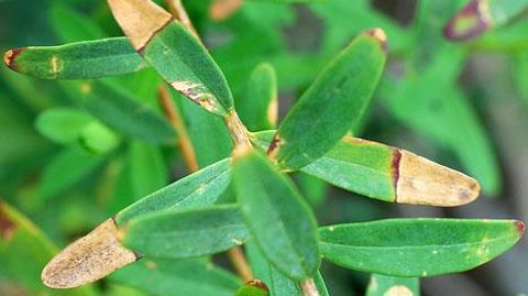 Polygala myrtifolia infecté par Xylella fastidiosa subsp. multiplex dans le maquis d'Ajaccio, en Corse.(c)Jérome Jullien Polygala myrtifolia infecté par Xylella fastidiosa subsp. multiplex dans le maquis d'Ajaccio, en Corse.(c)Jérome Jullien