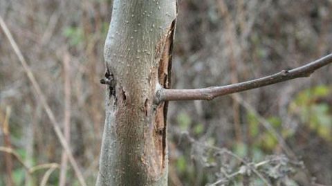 La future réglementation européenne révise le dispositif actuel de la santé des végétaux, pour lequel tout ce qui n'est pas interdit est de fait autorisé à l'importation. Ici, symptôme de Chalara fraxinea sur Fraxinus excelsior.  ©Andrey Kunca, National Forest Center – Slovakia, Bugwood.org  La future réglementation européenne révise le dispositif actuel de la santé des végétaux, pour lequel tout ce qui n'est pas interdit est de fait autorisé à l'importation. Ici, symptôme de Chalara fraxinea su