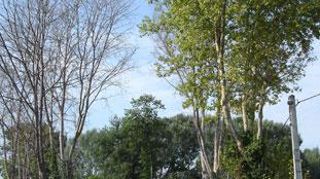 Le chancre coloré du platane est désormais un organisme contre lequel la lutte est obligatoire. Tous les gestionnaires d'arbres qui comptent ce genre parmi leurs sujets doivent les faire surveiller. ©FDGDON 84 Le chancre coloré du platane est désormais un organisme contre lequel la lutte est obligatoire. Tous les gestionnaires d'arbres qui comptent ce genre parmi leurs sujets doivent les faire surveiller. ©FDGDON 84