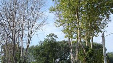 Le chancre coloré du platane est désormais un organisme contre lequel la lutte est obligatoire. Tous les gestionnaires d'arbres qui comptent ce genre parmi leurs sujets doivent les faire surveiller. ©FDGDON 84 Le chancre coloré du platane est désormais un organisme contre lequel la lutte est obligatoire. Tous les gestionnaires d'arbres qui comptent ce genre parmi leurs sujets doivent les faire surveiller. ©FDGDON 84