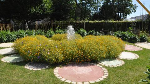 ©G. Cloître Tagetes 'Gold Medal', au lycée horticole à Coutances (50).