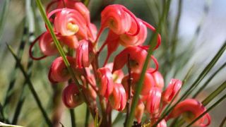 L'ambition du nouveau site est de contribuer au transfert des connaissances cumulées par les stations sur les innovations végétales. (c)SCRADH L'ambition du nouveau site est de contribuer au transfert des connaissances cumulées par les stations sur les innovations végétales. (c)SCRADH