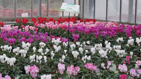 Les pièges à phéromones, associant des phéromones pour attirer les insectes à une substance insecticide à effet létal, sont considérés comme des produits phytopharmaceutiques composés de médiateurs chimiques, donc de biocontrôle. ©Valérie Vidril Les pièges à phéromones, associant des phéromones pour attirer les insectes à une substance insecticide à effet létal, sont considérés comme des produits phytopharmaceutiques composés de médiateurs chimiques, donc de biocontrôle. ©Valérie Vidril