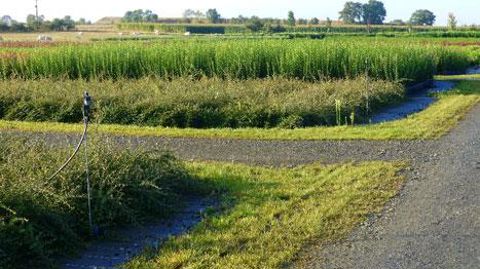 Dephy Ferme regroupe des exploitations qui mettent en place des techniques de réduction des usages phytosanitaires. Ici, l'enherbement des allées aux Pépinières de l'Evre (49). ©Maud Dubois Dephy Ferme regroupe des exploitations qui mettent en place des techniques de réduction des usages phytosanitaires. Ici, l'enherbement des allées aux Pépinières de l'Evre (49). ©Maud Dubois