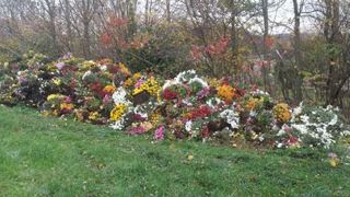 Les quelque 500 chrysanthèmes jetés par le producteur Patrick Plessis après la Toussaint cette année. ©Patrick Plessis Les quelque 500 chrysanthèmes jetés par le producteur Patrick Plessis après la Toussaint cette année. ©Patrick Plessis