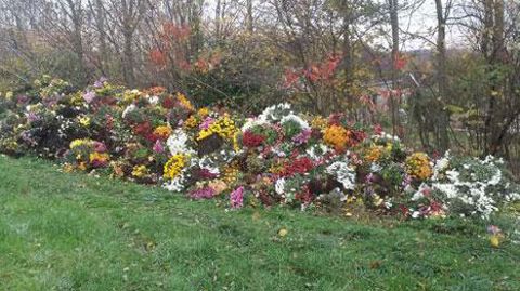 Les quelque 500 chrysanthèmes jetés par le producteur Patrick Plessis après la Toussaint cette année. ©Patrick Plessis Les quelque 500 chrysanthèmes jetés par le producteur Patrick Plessis après la Toussaint cette année. ©Patrick Plessis