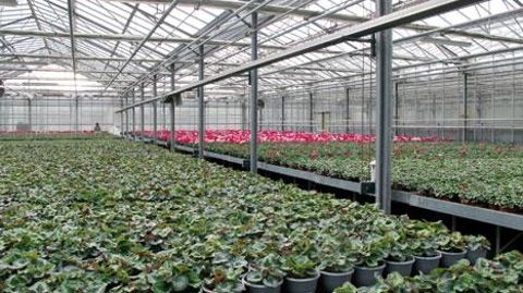 Une cinquième vague d'appels à projets sur les serres horticoles et maraîchères dans le cadre du programme des investissements d'avenir (PIA) vient d'être annoncée à l'occasion du conseil spécialisé de FranceAgriMer. ©Pascal Fayolle Une cinquième vague d'appels à projets sur les serres horticoles et maraîchères dans le cadre du programme des investissements d'avenir (PIA) vient d'être annoncée à l'occasion du conseil spécialisé de FranceAgriMer. ©Pascal Fayolle