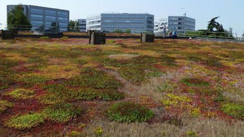 Pour lutter contre les renouées asiatiques, le projet récompensé par le prix IBPM a l'ambition de faire émerger des techniques curatives innovantes et adaptées aux contraintes des gestionnaires d'infrastructures.(c)Noremat Pour lutter contre les renouées asiatiques, le projet récompensé par le prix IBPM a l'ambition de faire émerger des techniques curatives innovantes et adaptées aux contraintes des gestionnaires d'infrastructures.(c)Noremat