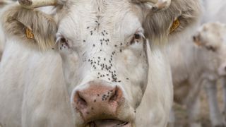 La prévention de la kératite suppose la limitation du nombre de mouches dans les bâtiments délevage, mais aussi sur les animaux. La prévention de la kératite suppose la limitation du nombre de mouches dans les bâtiments délevage, mais aussi sur les animaux.