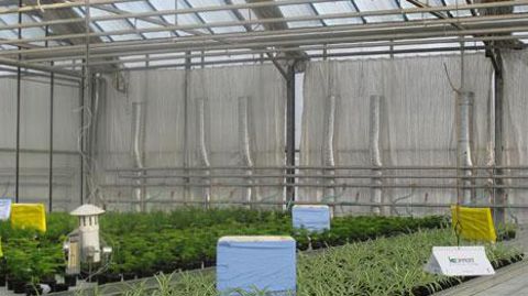 Après les conférences du matin, la visite du centre de production horticole de Rungis a permis de découvrir le procédé Agrichauff' mis en place par Agrithermic et la station Astredhor Ratho, en partenariat avec Clauger. (c)Valérie Vidril Après les conférences du matin, la visite du centre de production horticole de Rungis a permis de découvrir le procédé Agrichauff' mis en place par Agrithermic et la station Astredhor Ratho, en partenariat avec Clauger. (c)Valérie Vidril