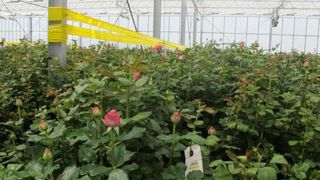 L'article – dans 60 millions de consommateurs n° 523 - dénonce également les importations, soumises à des règlementations phytosanitaires bien moins drastiques que la production européenne (notre photo). (c)Pascal Fayolle L'article – dans 60 millions de consommateurs n° 523 - dénonce également les importations, soumises à des règlementations phytosanitaires bien moins drastiques que la production européenne (notre photo). (c)Pascal Fayolle