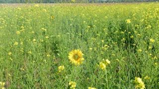 Culture intermédiaire mellifère en fleur en octobre en Beauce.(c) F. Allier Culture intermédiaire mellifère en fleur en octobre en Beauce.(c) F. Allier