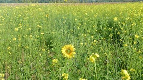 Culture intermédiaire mellifère en fleur en octobre en Beauce.(c) F. Allier Culture intermédiaire mellifère en fleur en octobre en Beauce.(c) F. Allier