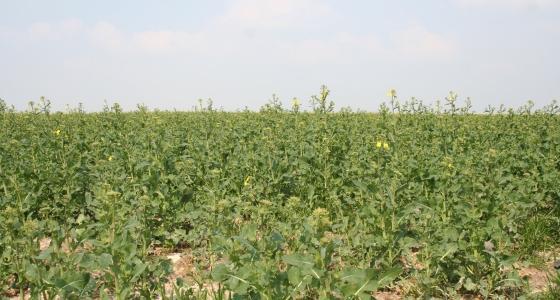 Les colzas arrivent à floraison.