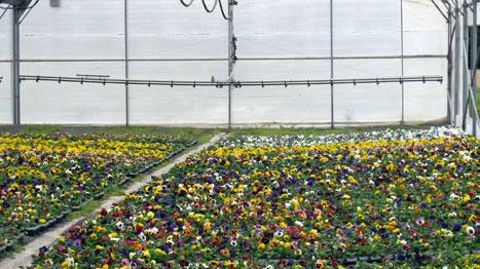 L'hiver froid donne de l'espoir à l'horticulture, qui devrait avoir à renouveler des plantes détruites par le gel. Les premières tendances semblent bonnes pour les bisannuelles.(c)Valérie Vidril L'hiver froid donne de l'espoir à l'horticulture, qui devrait avoir à renouveler des plantes détruites par le gel. Les premières tendances semblent bonnes pour les bisannuelles.(c)Valérie Vidril