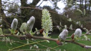 Le label Végétal local vise à garantir la traçabilité des semences et plants dans un marché en pleine structuration, demandeur de végétaux indigènes et locaux.(c)Valérie Vidril Le label Végétal local vise à garantir la traçabilité des semences et plants dans un marché en pleine structuration, demandeur de végétaux indigènes et locaux.(c)Valérie Vidril Le label Végétal local vise à garantir la traçabilité des semences et plants dans un marché en pleine structuration, demandeur de végétaux indigènes et locaux.(c)Valérie Vidril Le label Végétal local vise à garantir la traçabilité des semences et plants dans un marché en pleine structuration, demandeur de végétaux indigènes et locaux.(c)Valérie Vidril