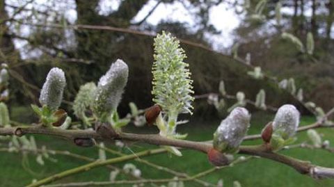 Le label Végétal local vise à garantir la traçabilité des semences et plants dans un marché en pleine structuration, demandeur de végétaux indigènes et locaux.(c)Valérie Vidril Le label Végétal local vise à garantir la traçabilité des semences et plants dans un marché en pleine structuration, demandeur de végétaux indigènes et locaux.(c)Valérie Vidril