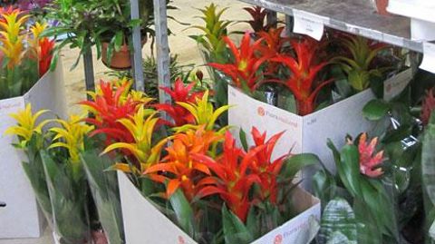 Avec la progression des ventes de fleurs et plantes via les canaux de vente au détail et Internet, le marché français est en forte mutation, selon les exportateurs néerlandais. ©Valérie Vidril  Avec la progression des ventes de fleurs et plantes via les canaux de vente au détail et Internet, le marché français est en forte mutation, selon les exportateurs néerlandais. ©Valérie Vidril 