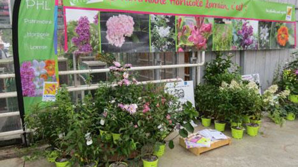 L'école d'horticulture de Roville a mené un travail sur les obtentions et le patrimoine végétal lorrains, réhabilités en partenariat avec la station Arexhor Grand Est. (c)Odile Maillard L'école d'horticulture de Roville a mené un travail sur les obtentions et le patrimoine végétal lorrains, réhabilités en partenariat avec la station Arexhor Grand Est. (c)Odile Maillard L'école d'horticulture de Roville a mené un travail sur les obtentions et le patrimoine végétal lorrains, réhabilités en partenariat avec la station Arexhor Grand Est. (c)Odile Maillard L'école d'horticulture de Roville a mené un travail sur les obtentions et le patrimoine végétal lorrains, réhabilités en partenariat avec la station Arexhor Grand Est. (c)Odile Maillard