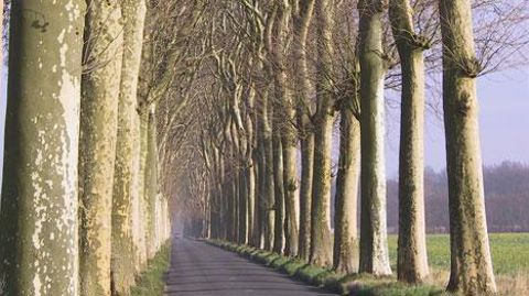 Parmi les essences phares des alignements historiques, le platane, comme ici au château de Vaux-le-Vicomte, à Maincy (77). Le développement du chancre coloré hypothèque son avenir. (c)Yaël Haddad Parmi les essences phares des alignements historiques, le platane, comme ici au château de Vaux-le-Vicomte, à Maincy (77). Le développement du chancre coloré hypothèque son avenir. (c)Yaël Haddad