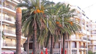 Les palmiers de la Côte d'Azur sont menacés par le charançon Rhynchophorus ferrugineus, mais aussi par le papillon Paysadisia archon. Un colloque sur ce second ravageur aura lieu le 1er juin 2017 à Rocbaron (83). ©Valérie Vidril Les palmiers de la Côte d'Azur sont menacés par le charançon Rhynchophorus ferrugineus, mais aussi par le papillon Paysadisia archon. Un colloque sur ce second ravageur aura lieu le 1er juin 2017 à Rocbaron (83). ©Valérie Vidril