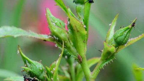 Les colonies de pucerons se développent sur divers végétaux d'ornement. Les auxiliaires autochtones sont également présents et régulent les populations. Des lâchers d'auxiliaires peuvent venir renforcer leur action. ©Éric Chapin Les colonies de pucerons se développent sur divers végétaux d'ornement. Les auxiliaires autochtones sont également présents et régulent les populations. Des lâchers d'auxiliaires peuvent venir renforcer leur action. ©Éric Chapin