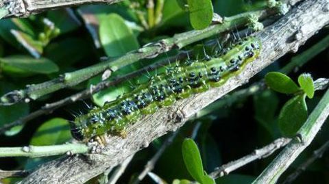 En ce moment, la pyrale du buis se remarque facilement. Les chenilles de derniers stades larvaires provoquent des défoliations très importantes sur les végétaux infestés.(c)E.Chapin En ce moment, la pyrale du buis se remarque facilement. Les chenilles de derniers stades larvaires provoquent des défoliations très importantes sur les végétaux infestés.(c)E.Chapin