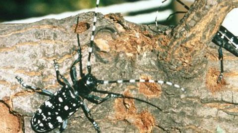 L'adulte du capricorne asiatique présente un corps noir brillant de 2 à 3,5 cm de long ponctué de taches blanches et arbore de longues antennes annelées de blanc.  ©Kenneth R. Law, Usda Aphis Ppq, Bugwood.Org L'adulte du capricorne asiatique présente un corps noir brillant de 2 à 3,5 cm de long ponctué de taches blanches et arbore de longues antennes annelées de blanc.  ©Kenneth R. Law, Usda Aphis Ppq, Bugwood.Org