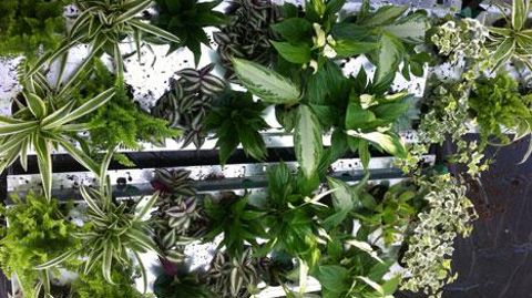 Une des interventions de la matinée technique Astredhor sera consacrée à l'épuration de l'air par les plantes. Elle sera animée par Marc-Antoine Cannesan, chargé d'expérimentation d'Astredhor Seine-Manche.(c) Marc-Antoine Cannesan Une des interventions de la matinée technique Astredhor sera consacrée à l'épuration de l'air par les plantes. Elle sera animée par Marc-Antoine Cannesan, chargé d'expérimentation d'Astredhor Seine-Manche.(c) Marc-Antoine Cannesan