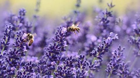 Pour leur équilibre alimentaire, les insectes pollinisateurs ont besoin de butiner une grande diversité d'espèces florales agricoles, horticoles et sauvages. Ces ressources doivent être disponibles tout au long de l'année. En vignette, l'affiche de « La semaine des fleurs pour les abeilles ». ©DP ET Val'Hor Pour leur équilibre alimentaire, les insectes pollinisateurs ont besoin de butiner une grande diversité d'espèces florales agricoles, horticoles et sauvages. Ces ressources doivent être dispo