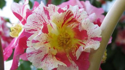 Rosa x Vihaïpi 'Trakinsplash' des Pépinières de La Saulaie (49) a été récompensée d'un Innovert® d'or pour son effet flashy, sa grande résistance aux maladies et son port érigé.(c)Valérie Vidril Rosa x Vihaïpi 'Trakinsplash' des Pépinières de La Saulaie (49) a été récompensée d'un Innovert® d'or pour son effet flashy, sa grande résistance aux maladies et son port érigé.(c)Valérie Vidril