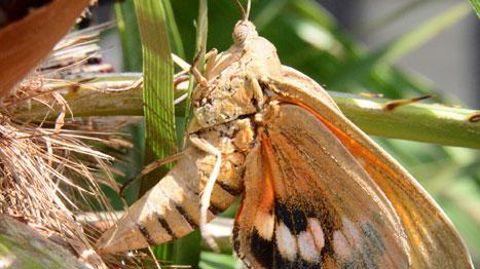 Les premières émergences du papillon palmivore Paysandisia archon ont été constatées sur le littoral méditerranéen.©Éric Chapin Les premières émergences du papillon palmivore Paysandisia archon ont été constatées sur le littoral méditerranéen.©Éric Chapin
