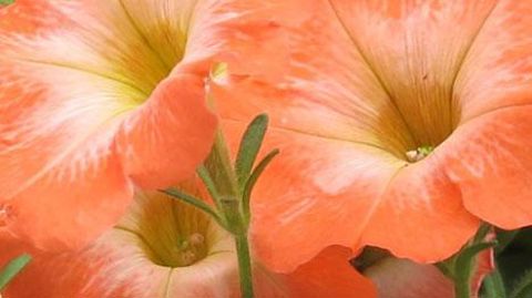 A ce jour, le ministère de l'agriculture a demandé de détruire près de 120 variétés ou appellations commerciales de pétunias, suspectes ou réellement porteuses d'un gène modifié.©Odile Maillard A ce jour, le ministère de l'agriculture a demandé de détruire près de 120 variétés ou appellations commerciales de pétunias, suspectes ou réellement porteuses d'un gène modifié.©Odile Maillard