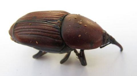 Le charançon rouge du palmier a déjà détruit plusieurs dizaines de milliers de palmiers sur la Côte-d‘Azur. L'association Sauvons nos palmiers aimerait que le piégeage de masse soit autorisé pour y remédier. ®Valérie Vidril Le charançon rouge du palmier a déjà détruit plusieurs dizaines de milliers de palmiers sur la Côte-d‘Azur. L'association Sauvons nos palmiers aimerait que le piégeage de masse soit autorisé pour y remédier. ®Valérie Vidril