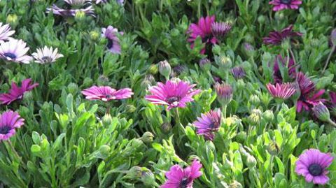 « Il faut maintenant rendre nos produits faciles d'utilisation et d'entretien car le consommateur achète un produit et non pas une plante », explique Alain Ferre, directeur technique d'Arexhor Pays de la Loire. ©Valérie Vidril « Il faut maintenant rendre nos produits faciles d'utilisation et d'entretien car le consommateur achète un produit et non pas une plante », explique Alain Ferre, directeur technique d'Arexhor Pays de la Loire. ©Valérie Vidril