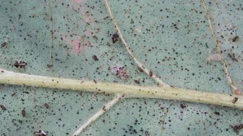 Imago, larves et oeufs de la punaise réticulée du chêne (Corythucha arcuata) sur feuille de Quercus frainetto.(c)Pierre Aversenq Imago, larves et oeufs de la punaise réticulée du chêne (Corythucha arcuata) sur feuille de Quercus frainetto.(c)Pierre Aversenq