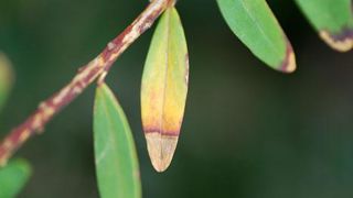 La bactérie Xylella fastidiosa subsp. multiplex a été identifiée en 2015 en Corse sur Polygala myrtifolia, polygale à feuille de myrte. ©Jérôme Jullien La bactérie Xylella fastidiosa subsp. multiplex a été identifiée en 2015 en Corse sur Polygala myrtifolia, polygale à feuille de myrte. ©Jérôme Jullien La bactérie Xylella fastidiosa subsp. multiplex a été identifiée en 2015 en Corse sur Polygala myrtifolia, polygale à feuille de myrte. ©Jérôme Jullien La bactérie Xylella fastidiosa subsp. multiplex a été identifiée en 2015 en Corse sur Polygala myrtifolia, polygale à feuille de myrte. ©Jérôme Jullien
