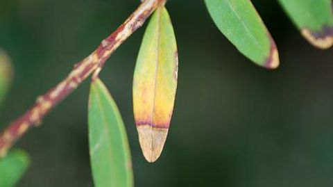 La bactérie Xylella fastidiosa subsp. multiplex a été identifiée en 2015 en Corse sur Polygala myrtifolia, polygale à feuille de myrte. ©Jérôme Jullien La bactérie Xylella fastidiosa subsp. multiplex a été identifiée en 2015 en Corse sur Polygala myrtifolia, polygale à feuille de myrte. ©Jérôme Jullien