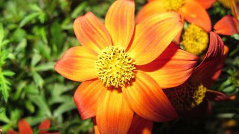 Avec l'avancée des biotechnologies, les modalités de coopération entre brevet et certificat d'obtention végétale doivent être précisées, pour protéger les droits des sélectionneurs sans freiner l'innovation. (c)Valérie Vidril. Avec l'avancée des biotechnologies, les modalités de coopération entre brevet et certificat d'obtention végétale doivent être précisées, pour protéger les droits des sélectionneurs sans freiner l'innovation. (c)Valérie Vidril.